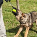 Dog Training Tools Essential dog training tools for a well-behaved pet—accessories, treats, and leashes