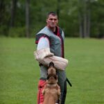 Service Dog in Training Vest - Service dog in training wearing a professional vest for learning