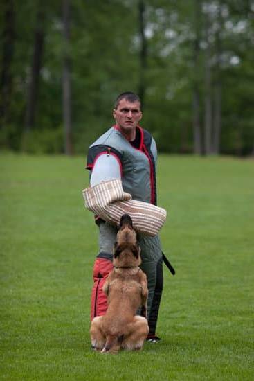 Service Dog in Training Vest 1 - Service dog in training wearing a professional vest for learning