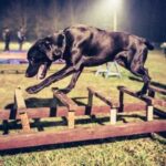 Highly Effective Electric Dog Training Collars: The Ultimate Solution for Behavioral Training