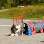 Crates for Dog Training Spacious and Durable CRATES FOR DOG TRAINING: Ideal for Obedience and Behavior Training