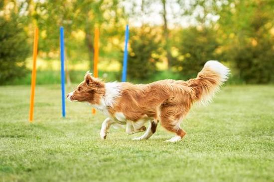 how to train an aggressive dog