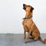 Effective Crate Training Tips for Older Dogs: Step-by-Step Guide