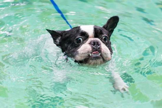 Step-by-step guide on how to train a deaf dog using hand signals and positive reinforcement