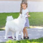 How to Become a Certified Dog Trainer Step-by-step guide on how to become a certified dog trainer with expert tips and resources