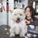 Dog Training Austin Expert Dog Training Austin - Enroll Now