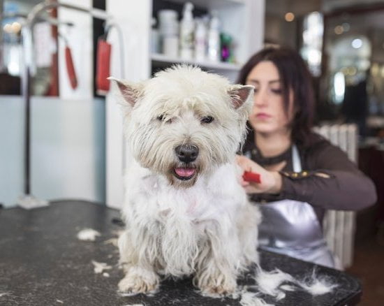 Expert Dog Training Austin - Enroll Now