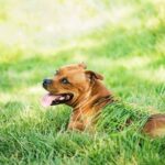 Spacious dog-friendly train cars accommodating even large breeds, creating a stress-free travel experience for both pets and owners