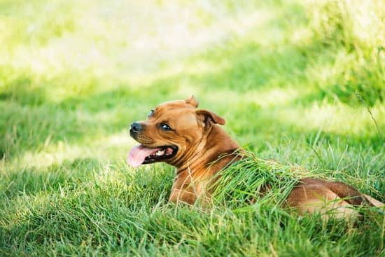 Dog Training Philadelphia 1 Professional dog training services in Philadelphia for effective behavior modification and obedience training