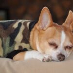 Enhance training with dog training clickers for effective behavior reinforcement in obedience classes and at home