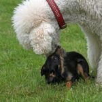 Spirit Dog Training SPIRIT DOG TRAINING: Positive reinforcement-based classes for developing a strong bond with your canine companion