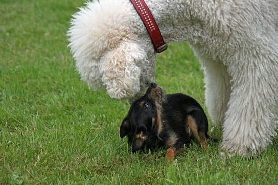 SPIRIT DOG TRAINING: Positive reinforcement-based classes for developing a strong bond with your canine companion