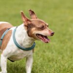 How to Train a Dog Not to Jump Step-by-step guide: How to train a dog not to jump when greeting visitors