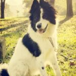 Professional dog training classes at PetSmart - proper socialization, obedience, and behavior training for your furry friend