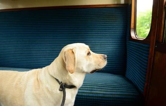 E Collar Training for Dogs 1 Effective Dog Training with E Collars