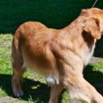 Dog Training Electronic Collar DOG TRAINING ELECTRONIC COLLAR: Effective tool for obedience training and behavior modification in dogs