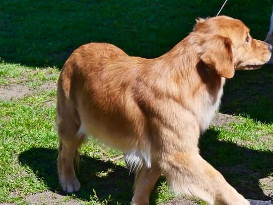 DOG TRAINING ELECTRONIC COLLAR: Effective tool for obedience training and behavior modification in dogs