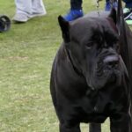 Shock Collar Training Dogs Using shock collars for canine obedience training: best practices and alternatives