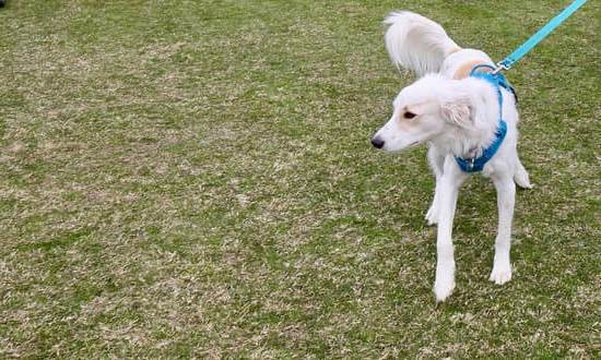 Effective dog training e-collar for behavior modification and obedience training