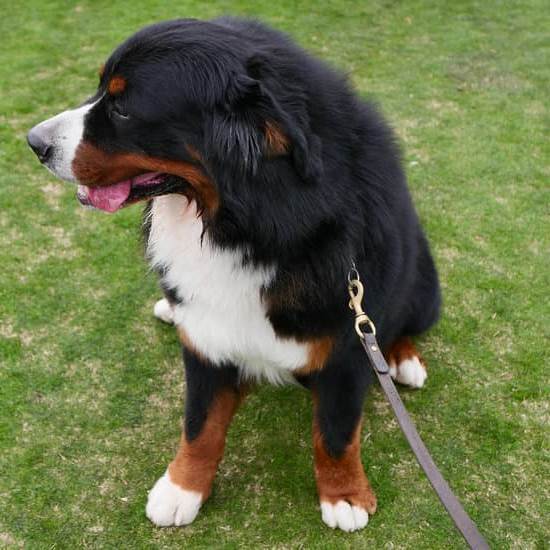 How to train dog to walk on leash: Positive reinforcement for leash manners