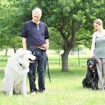 Professional dog grooming training for beginners and experts alike. Learn the best dog grooming practices