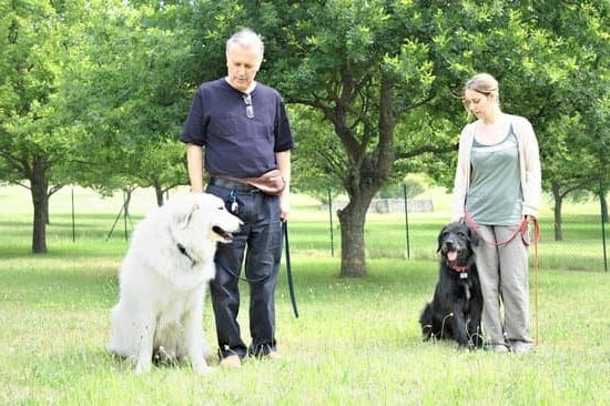 Dog Grooming Training 1 Professional dog grooming training for beginners and experts alike. Learn the best dog grooming practices