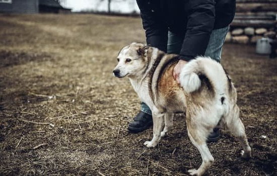 Zak George Dog Training: Expert tips for well-behaved pets