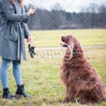 Training Pads for Dogs Highly absorbent training pads for dogs to help with potty training