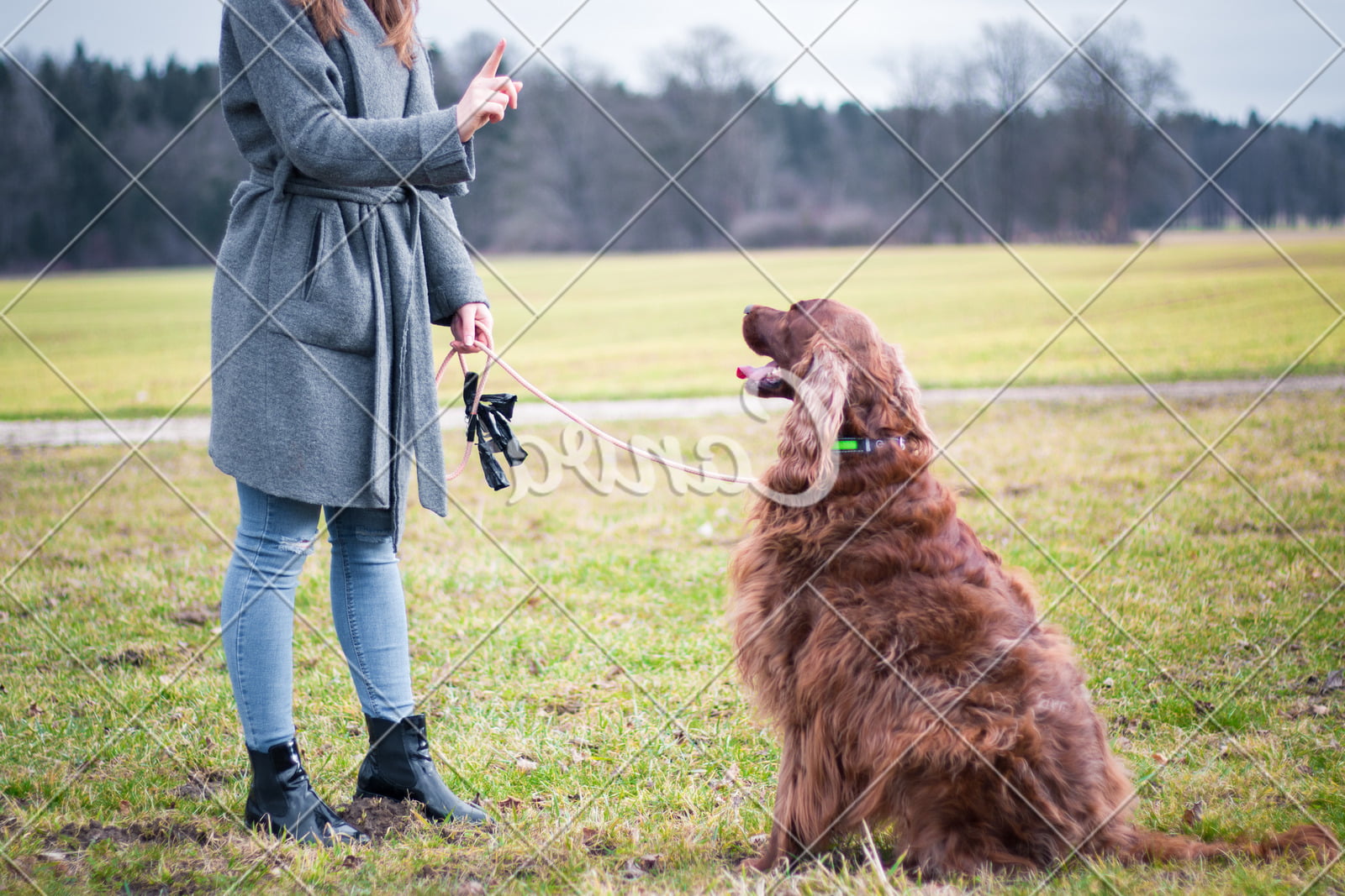 Training Pads for Dogs 1 Highly absorbent training pads for dogs to help with potty training