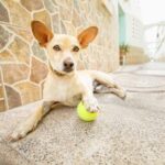 How to Train Your Dog to Walk on a Leash How to train your dog to walk on a leash: Positive Reinforcement Techniques for Leash Training Success