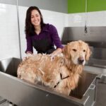 Professional Dog Training Services in Tampa, Florida - Enroll Now