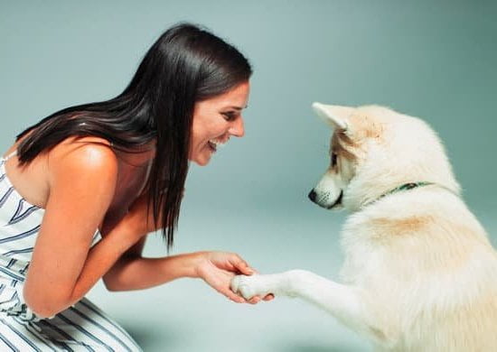 How to Train a Dog to Walk on a Leash: Step-by-step guide for leash training success