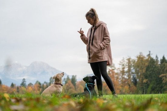 Interactive dog training buttons for positive reinforcement and behavior modification