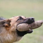 Lorenzo's Dog Training: Expert canine obedience courses taught by experienced professionals