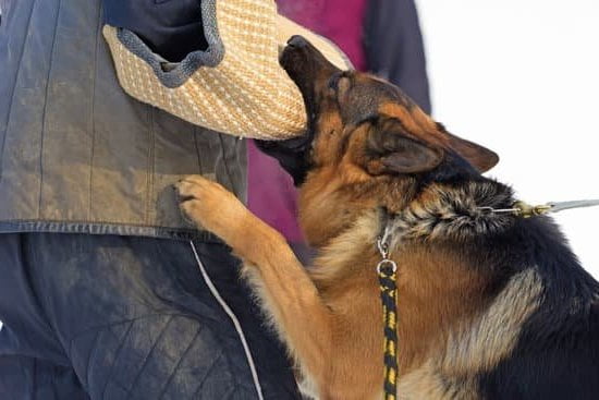 Effective Ecollar Dog Training for Obedience and Behavior Modification