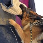 Top-rated training collar for stubborn dogs: durable, reliable, and effective