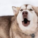 Dog Training With Bell Effective Dog Training with Bell: Teaching Your Dog to Respond to Bell Commands