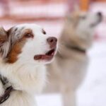 Expert Dog Training Services in Denver
