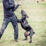Dog Training Los Angeles Professional dog training services in Los Angeles, personalized for every breed and behavior