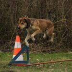 Search and rescue dog training: Canine training for lifesaving missions