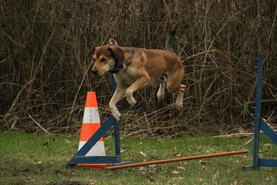 Search and Rescue Dog Training 1 Search and rescue dog training: Canine training for lifesaving missions