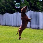 Dog Training Academy Professional and Effective Dog Training Academy