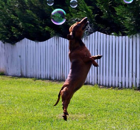 Dog Training Academy 1 Professional and Effective Dog Training Academy