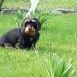 Professional Dog Training Services in Albuquerque