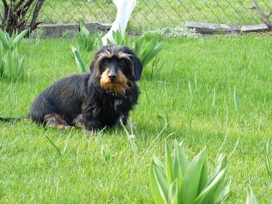 Professional Dog Training Services in Albuquerque