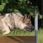 Highly palatable and nutritious, the best training treats for dogs ensure swift and effective positive reinforcement