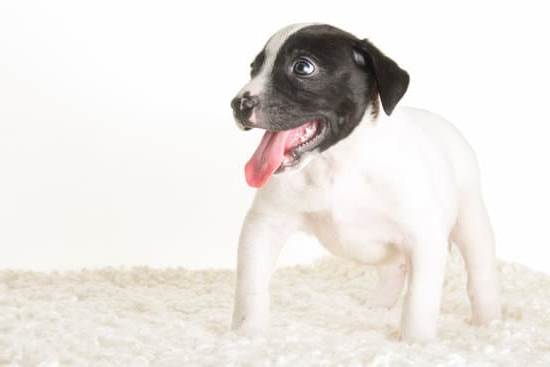 Effective Training Dog Collars for Obedience and Behavior Modification