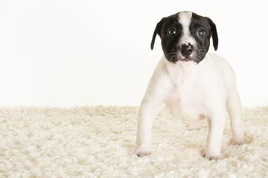 Clicker Training for Dogs 1 Effective Clicker Training for Dogs: Expert Guide for Positive Reinforcement Methods