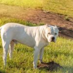 Slopehill dog training collar: Effective and humane tool for behavior training and obedience