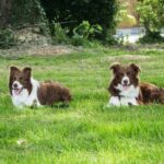 Dog Training Prices Affordable Dog Training Prices to Fit Your Budget